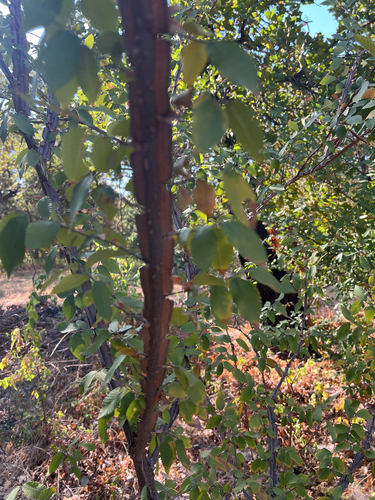 Ulmus alata, photograph 2