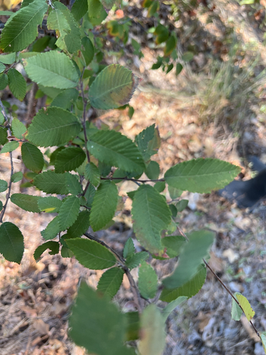 Ulmus alata, photograph 5