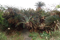 Cycas revoluta