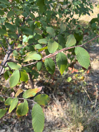 Ulmus alata, photograph 3