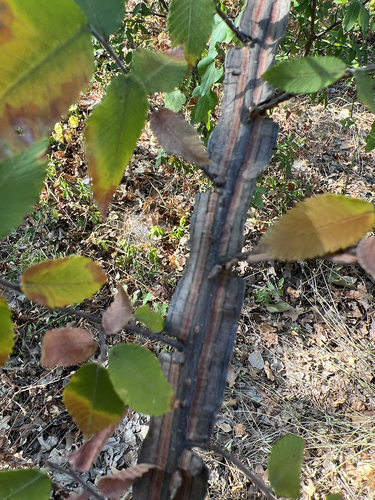 Ulmus alata, photograph 4