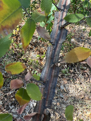 Ulmus alata, photograph (c) Rich Sommer, some rights reserved (CC BY)