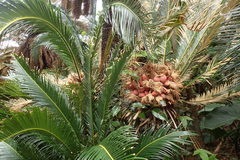 Cycas revoluta