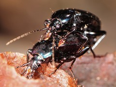 Sphaeroderus stenostomus