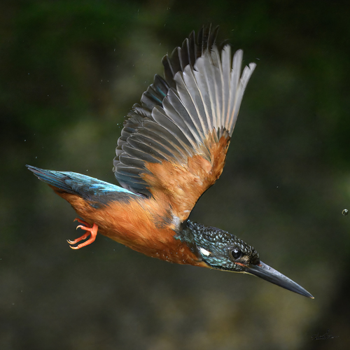 Blyth's Kingfisher