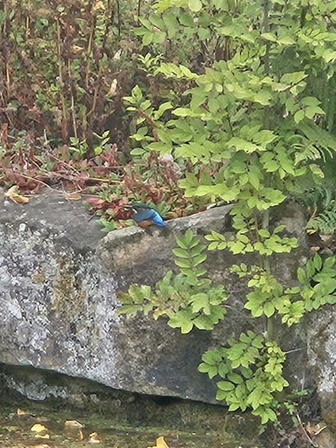 Common Kingfisher