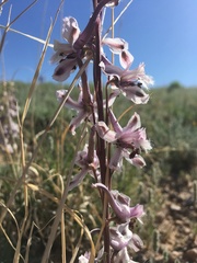 Delphinium wootonii