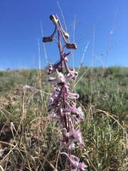 Delphinium wootonii