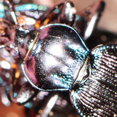Sphaeroderus stenostomus
