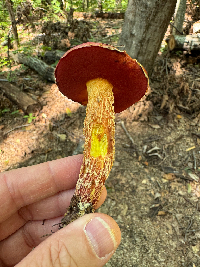 Frost's Bolete · August 2026 · photo: Photo: (c) Jeff Clark, some rights reserved (CC BY) · iNaturalist