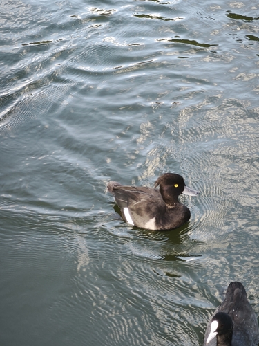 Tufted Duck
