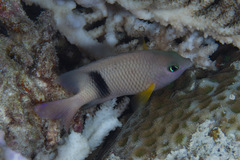 Plectroglyphidodon dickii