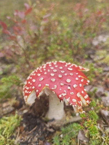 Fly Agaric