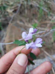 Lathyrus nevadensis