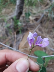 Lathyrus nevadensis