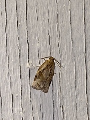 Archips grisea