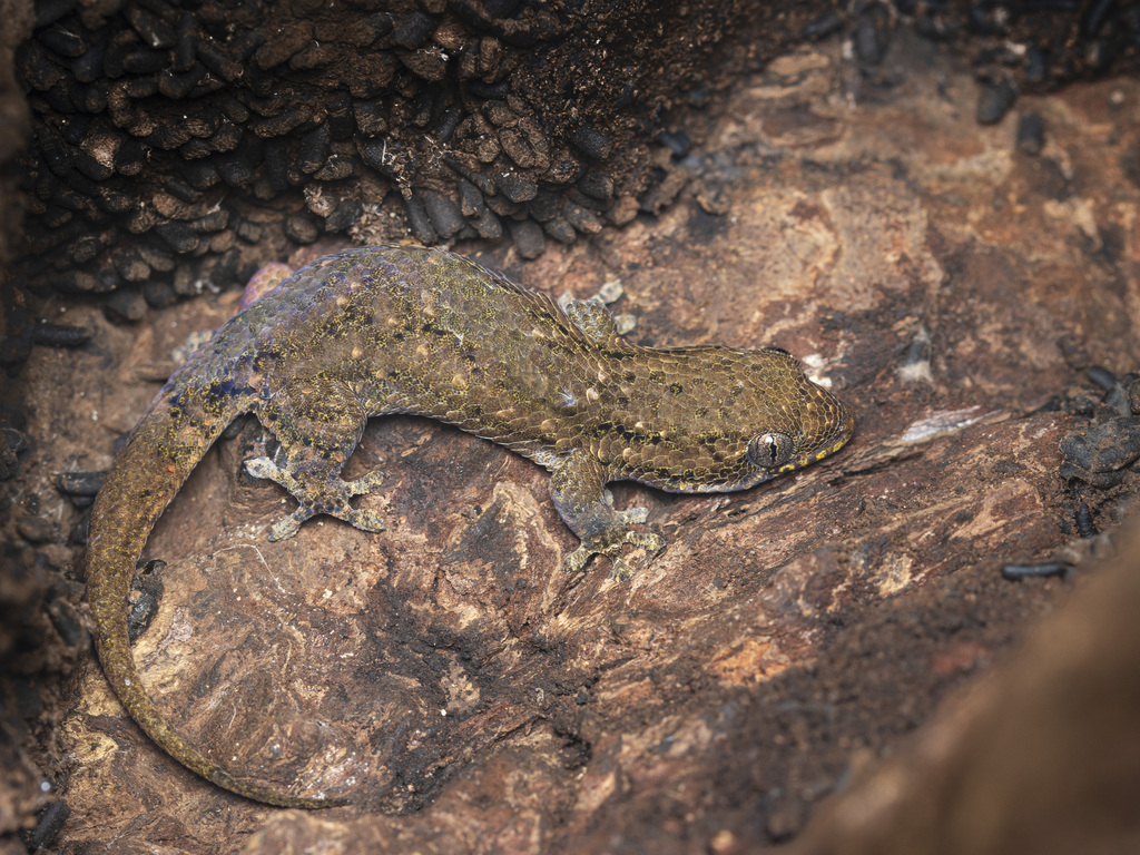 Comoro Fish-scale Gecko
