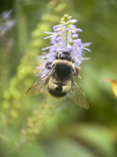 Mimic Bumble Bee