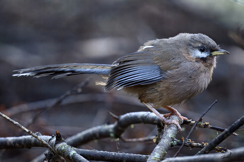 Snowy-cheeked Laughingthrush
