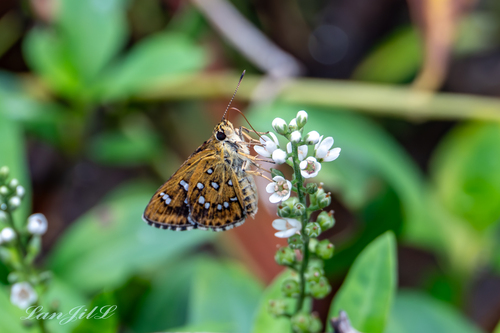 Shiny-Spotted Bob