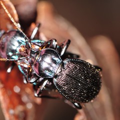 Sphaeroderus stenostomus