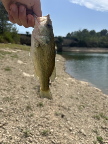 Largemouth Bass