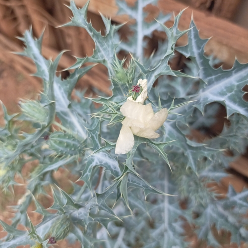 Mexican Poppy