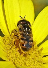 Copestylum marginatum