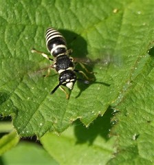 Euodynerus leucomelas