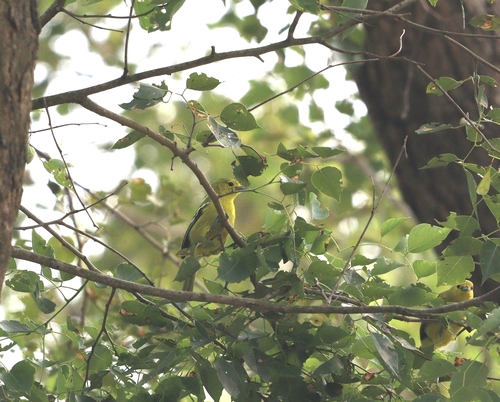 Common Iora