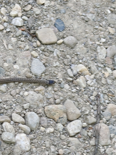 Smooth Snake