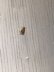 Archips grisea