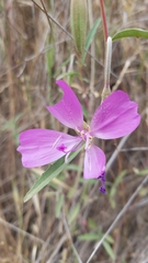 Clarkia bottae