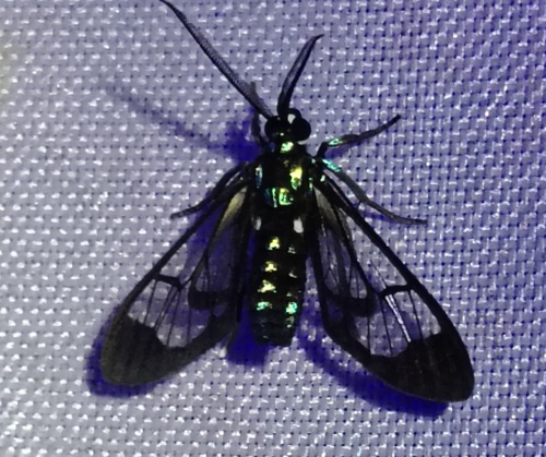 Xanthidae observed 2026-08-17
