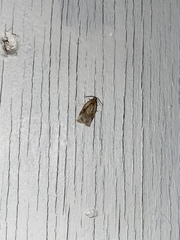 Archips grisea