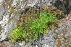 Lomatium hallii