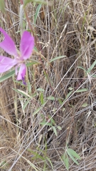Clarkia bottae