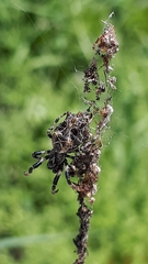 Cyclosa octotuberculata