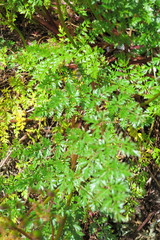 Lomatium hallii