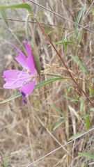 Clarkia bottae