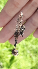 Cyclosa octotuberculata