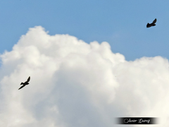 Streptoprocne semicollaris