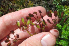 Lomatium hallii