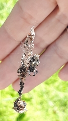 Cyclosa octotuberculata