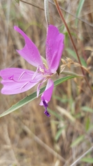 Clarkia bottae