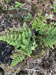 Asplenium adiantum-nigrum