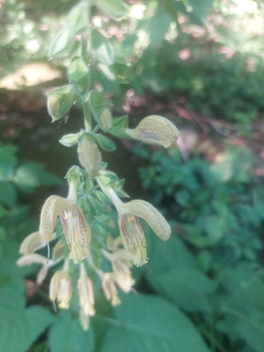 Sticky Sage