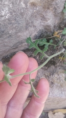 Dryopetalon runcinatum