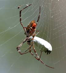 Argiope radon