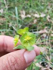 Euphorbia crenulata